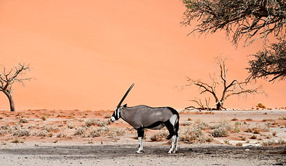 Image showing oryx in desert