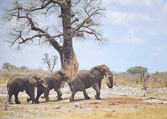 Image showing elephants in Africa