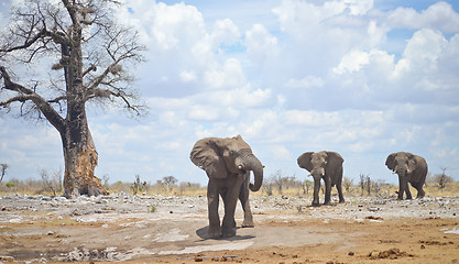 Image showing elephants in Africa