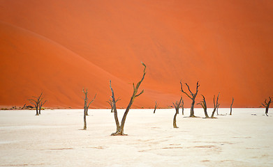 Image showing Sossusvlei, Namibia