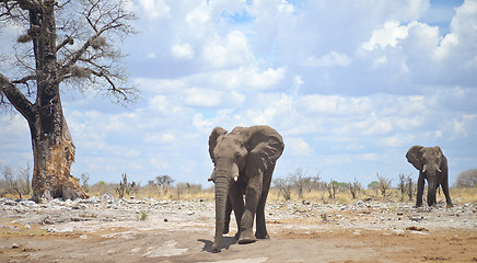 Image showing elephants in Africa