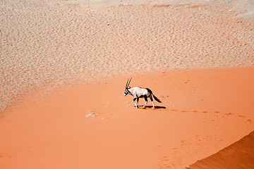 Image showing oryx on sand