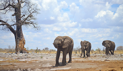 Image showing elephants in Africa