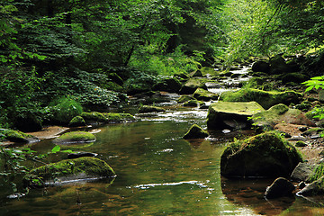 Image showing river in the green spring forest