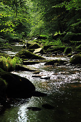 Image showing river in the green spring forest