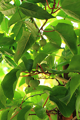 Image showing actinidia (kiwi) from czech republic