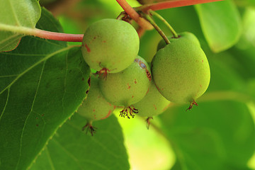 Image showing actinidia (kiwi) from czech republic