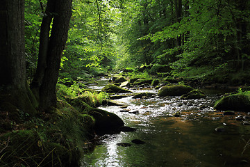 Image showing river in the green spring forest