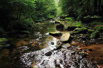 Image showing river in the green spring forest