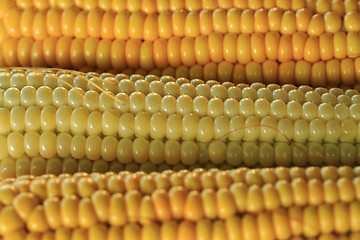 Image showing golden corn texture