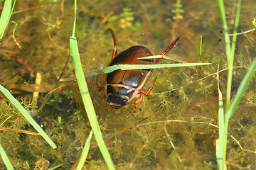 Image showing water beetle in natural lagoon