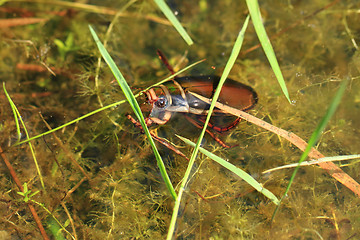 Image showing water beetle in natural lagoon