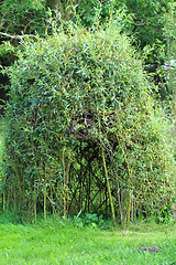 Image showing wicker house from green plants