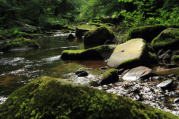 Image showing river in the green spring forest