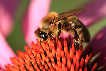 Image showing small bee and violet echinacea flower