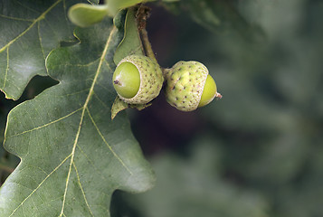 Image showing Young acorns, close-up