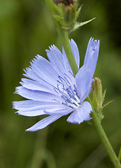 Image showing Cichorium intybus - common chicory flower