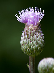 Image showing Thistle flower, close-up