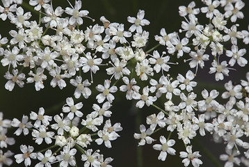 Image showing Saxifrage flowers close-up