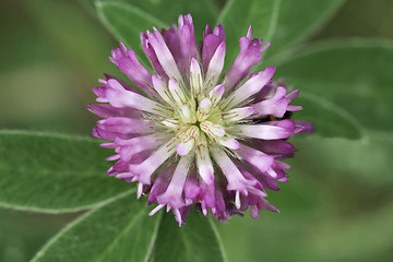 Image showing Clover head, view from above