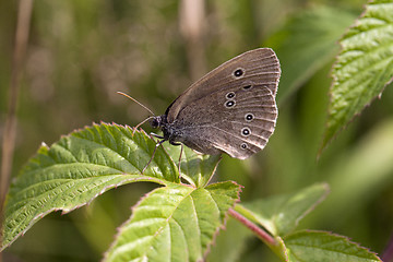 Image showing Butterfly on a leaf