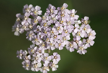 Image showing Saxifrage flowers close-up