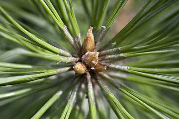 Image showing Pine bud in the spring