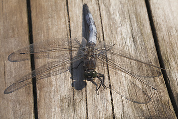 Image showing Dragon-fly sitting on a wooden plank