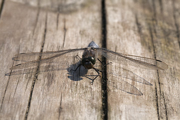 Image showing Dragon-fly sitting on a wooden plank