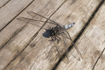 Image showing Dragon-fly sitting on a wooden plank