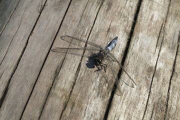 Image showing Dragon-fly sitting on a wooden plank