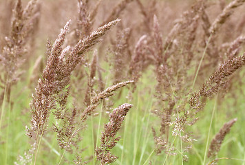 Image showing Grass on a meadow