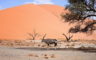 Image showing oryx in Africa