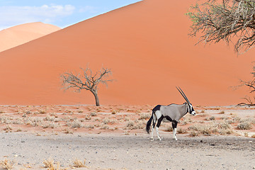 Image showing oryx in Africa