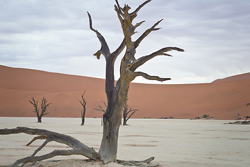 Image showing Sossusvlei, Namibia