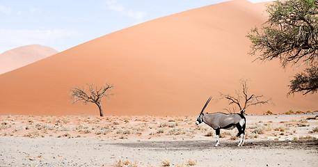 Image showing oryx in Africa