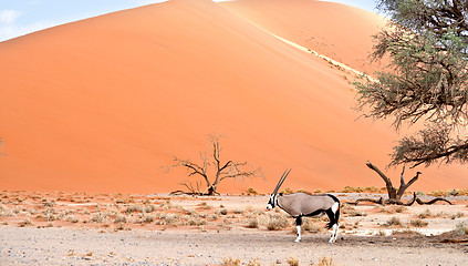 Image showing oryx in desert