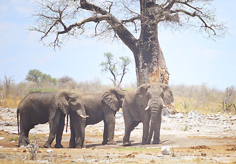 Image showing elephants in Africa