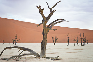 Image showing Sossusvlei, Namibia