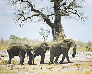 Image showing elephants in Africa