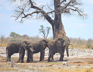 Image showing elephants in Africa