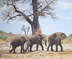 Image showing elephants in Africa