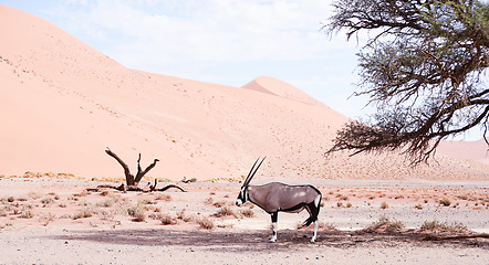 Image showing oryx in Africa