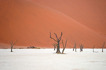 Image showing Sossusvlei, Namibia