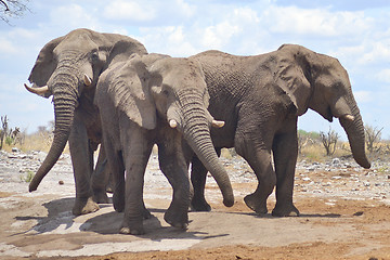 Image showing elephant in Africa