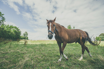 Image showing Brown stallion walking on a rural field