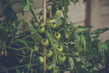 Image showing Tomato plant with fresh green tomatoes