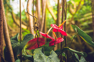 Image showing Anthurium flowers in a rainforest