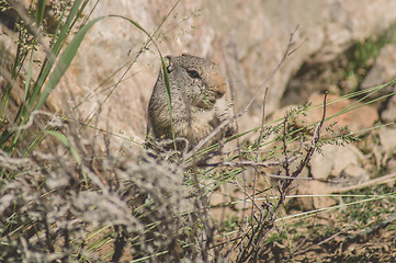 Image showing Uinta Ground Squirrel eating grass