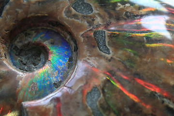 Image showing ammonites fossil background